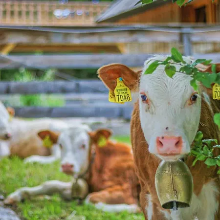 Slovenia Eco 3* Stahovica