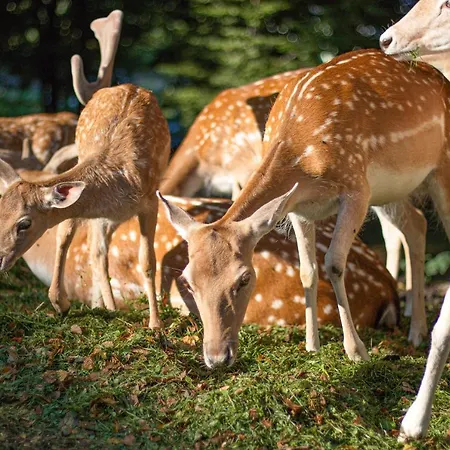 Slovenia Eco Holiday park Stahovica