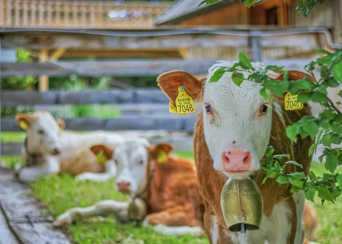 Slovenia Eco 3* Стаховица