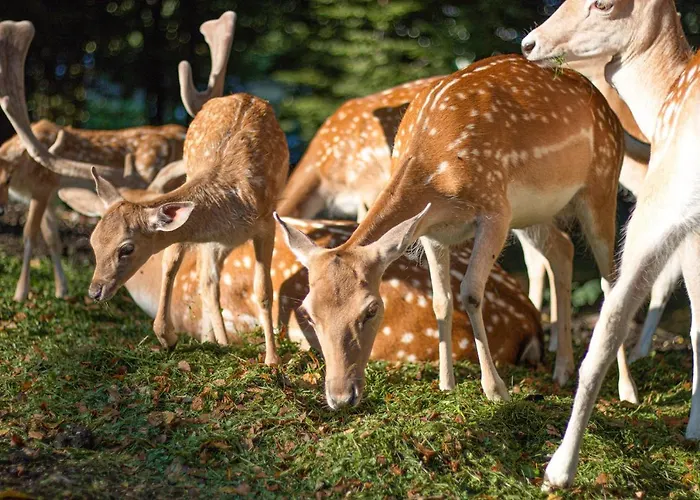 Slovenia Eco База отдыха Стаховица