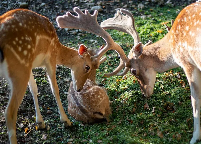 База отдыха Slovenia Eco Стаховица